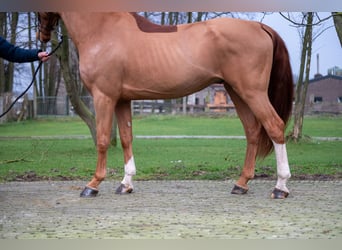 Zangersheide, Castrone, 5 Anni, 174 cm