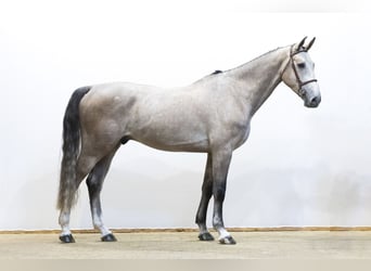 Zangersheide, Castrone, 5 Anni, 175 cm, Grigio