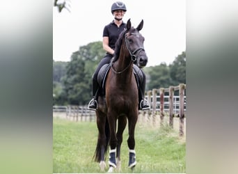 Zangersheide, Castrone, 5 Anni, 175 cm, Morello