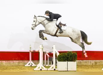 Zangersheide, Castrone, 5 Anni, 176 cm, Grigio