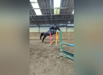 Zangersheide, Castrone, 5 Anni, 177 cm, Morello