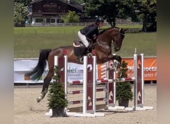 Zangersheide, Castrone, 5 Anni, 180 cm, Baio
