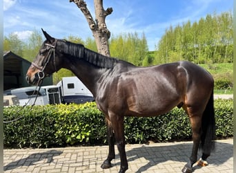 Zangersheide, Castrone, 5 Anni, Baio