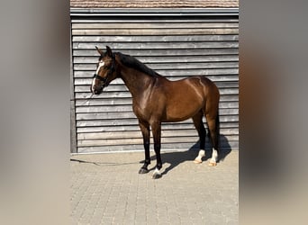Zangersheide, Castrone, 5 Anni
