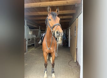 Zangersheide, Castrone, 6 Anni, 160 cm, Baio