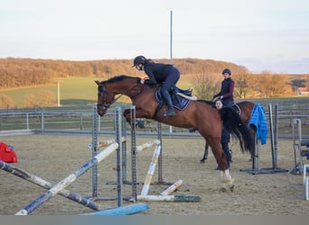 Zangersheide, Castrone, 6 Anni, 160 cm, Baio chiaro
