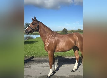Zangersheide, Castrone, 6 Anni, 164 cm, Sauro scuro