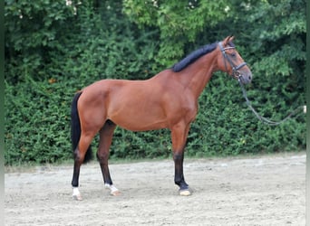 Zangersheide, Castrone, 6 Anni, 165 cm, Baio