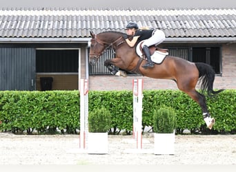 Zangersheide, Castrone, 6 Anni, 165 cm, Baio