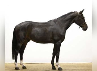 Zangersheide, Castrone, 6 Anni, 165 cm, Baio scuro