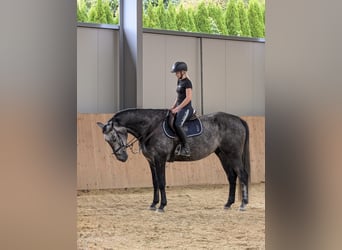 Zangersheide, Castrone, 6 Anni, 165 cm, Grigio