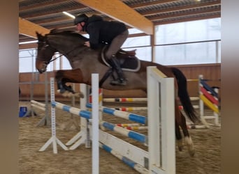 Zangersheide, Castrone, 6 Anni, 166 cm, Baio