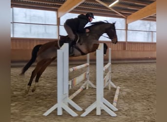 Zangersheide, Castrone, 6 Anni, 166 cm, Baio