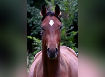 Zangersheide, Castrone, 6 Anni, 166 cm, Baio