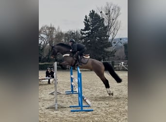 Zangersheide, Castrone, 6 Anni, 166 cm, Baio scuro