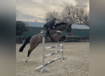 Zangersheide, Castrone, 6 Anni, 166 cm, Baio scuro
