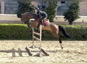 Zangersheide, Castrone, 6 Anni, 166 cm, Baio scuro