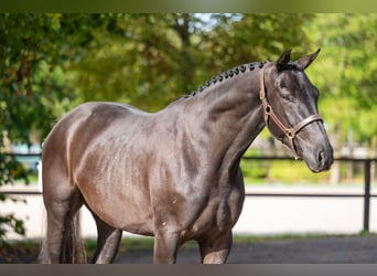Zangersheide, Castrone, 6 Anni, 166 cm, Morello