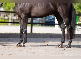 Zangersheide, Castrone, 6 Anni, 166 cm, Morello