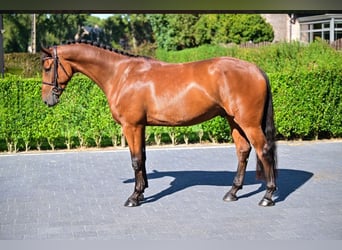 Zangersheide, Castrone, 6 Anni, 167 cm, Baio