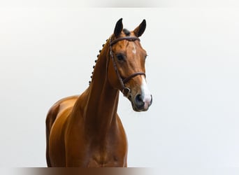 Zangersheide, Castrone, 6 Anni, 167 cm, Baio