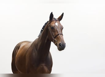 Zangersheide, Castrone, 6 Anni, 167 cm, Baio