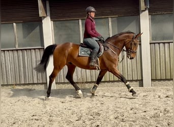 Zangersheide, Castrone, 6 Anni, 167 cm, Baio