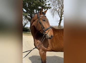 Zangersheide, Castrone, 6 Anni, 167 cm, Baio