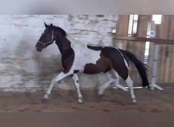 Zangersheide, Castrone, 6 Anni, 167 cm, Pezzato