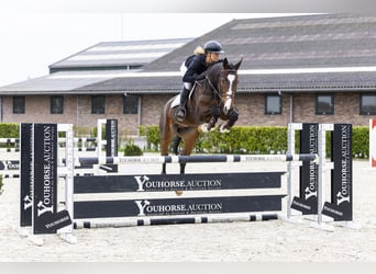 Zangersheide, Castrone, 6 Anni, 168 cm, Baio