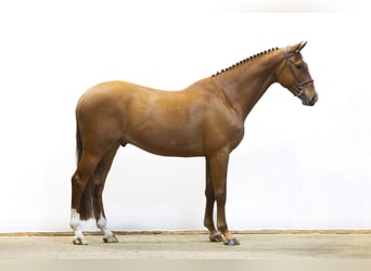 Zangersheide, Castrone, 6 Anni, 168 cm, Sauro