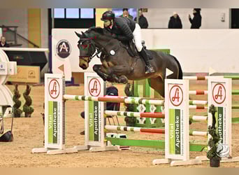 Zangersheide, Castrone, 6 Anni, 169 cm, Baio scuro