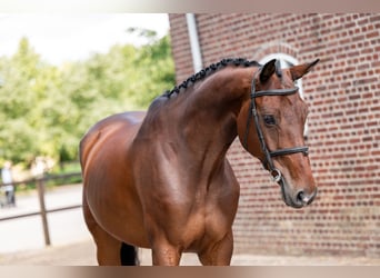 Zangersheide, Castrone, 6 Anni, 169 cm