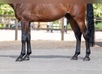 Zangersheide, Castrone, 6 Anni, 169 cm