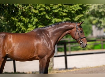 Zangersheide, Castrone, 6 Anni, 169 cm