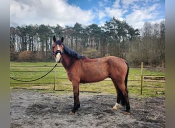 Zangersheide, Castrone, 6 Anni, 170 cm, Baio