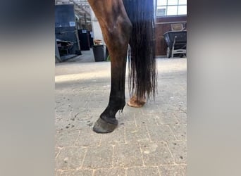 Zangersheide, Castrone, 6 Anni, 170 cm, Baio