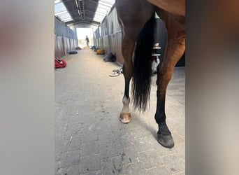Zangersheide, Castrone, 6 Anni, 170 cm, Baio