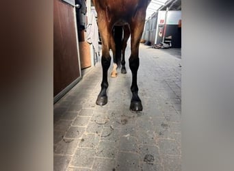 Zangersheide, Castrone, 6 Anni, 170 cm, Baio