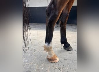Zangersheide, Castrone, 6 Anni, 170 cm, Baio