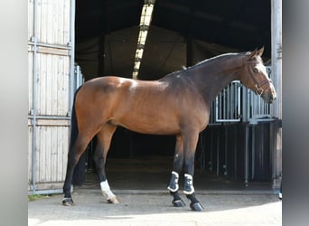 Zangersheide, Castrone, 6 Anni, 170 cm, Baio scuro