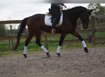 Zangersheide, Castrone, 6 Anni, 170 cm, Baio scuro