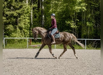 Zangersheide, Castrone, 6 Anni, 170 cm, Sauro scuro