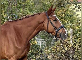 Zangersheide, Castrone, 6 Anni, 171 cm, Sauro