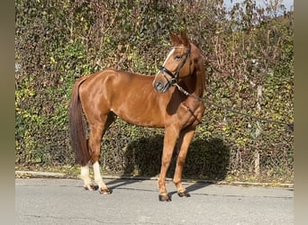 Zangersheide, Castrone, 6 Anni, 171 cm, Sauro