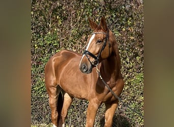 Zangersheide, Castrone, 6 Anni, 171 cm, Sauro