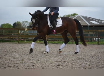 Zangersheide, Castrone, 6 Anni, 172 cm, Baio