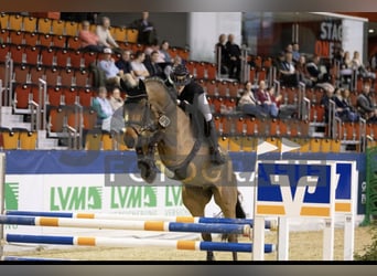 Zangersheide, Castrone, 6 Anni, 172 cm, Baio