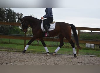 Zangersheide, Castrone, 6 Anni, 172 cm, Baio scuro