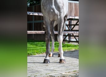 Zangersheide, Castrone, 6 Anni, 172 cm, Grigio